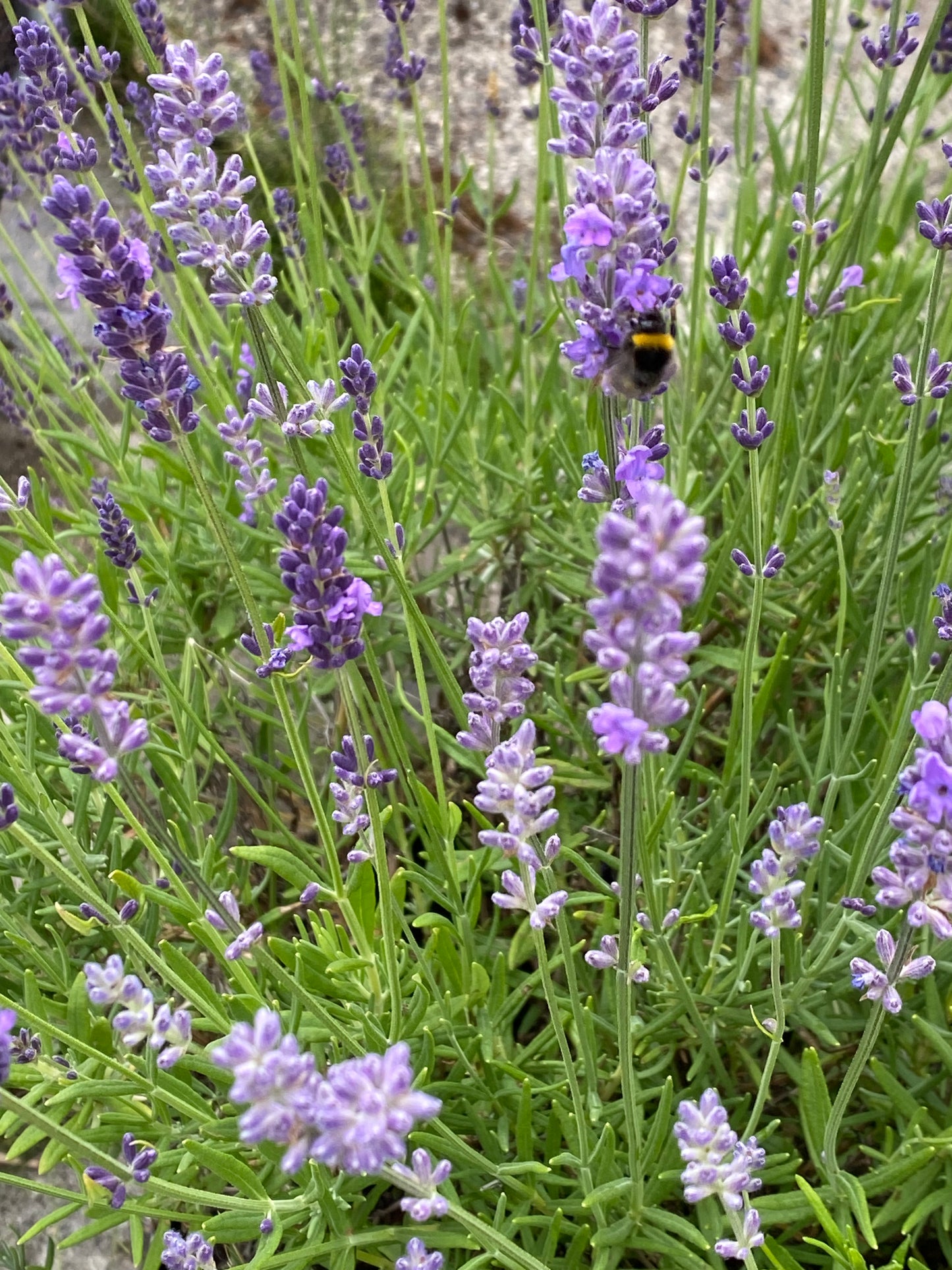 Lavender Plug Plant