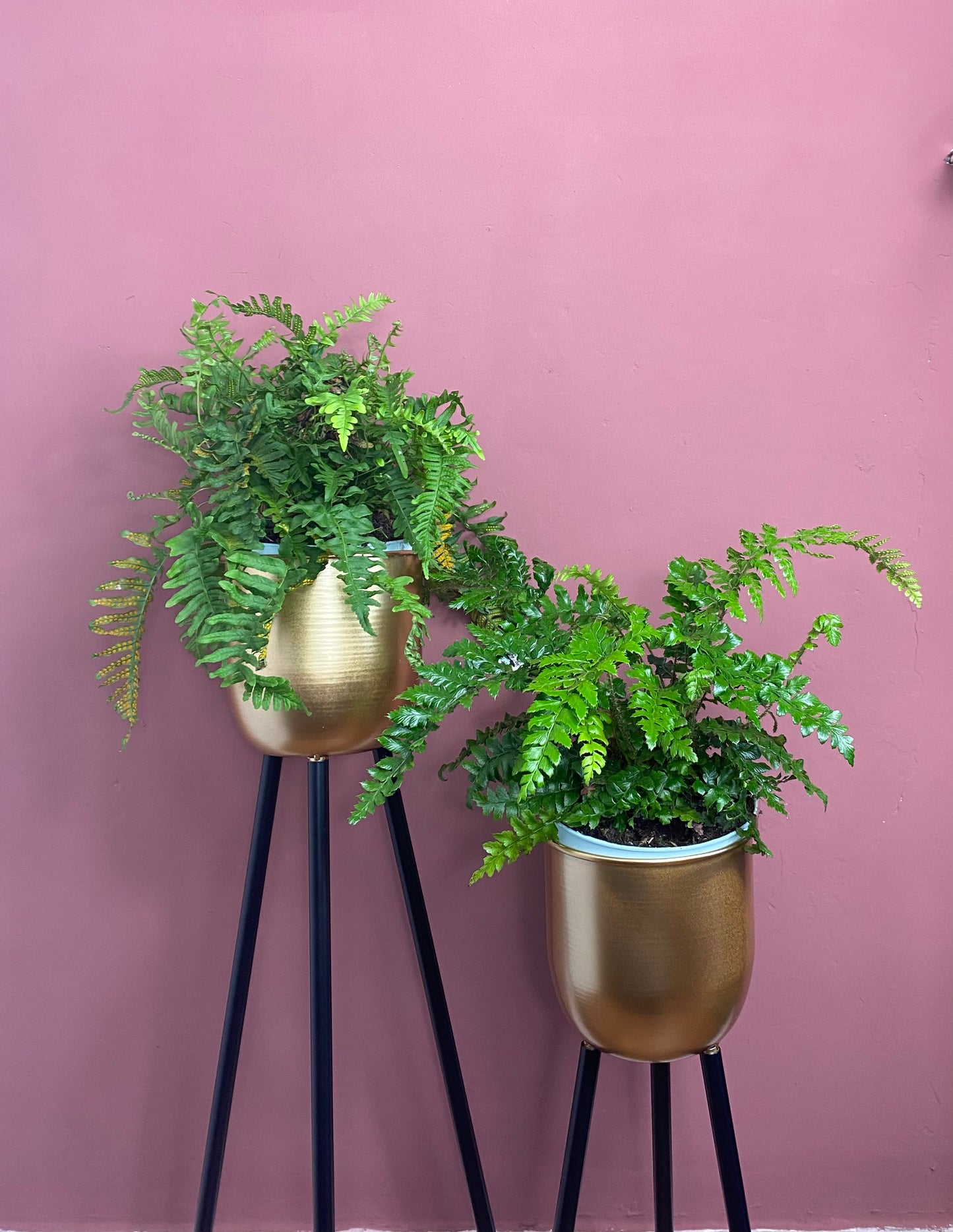 Gold Plant Stand 62.5cm