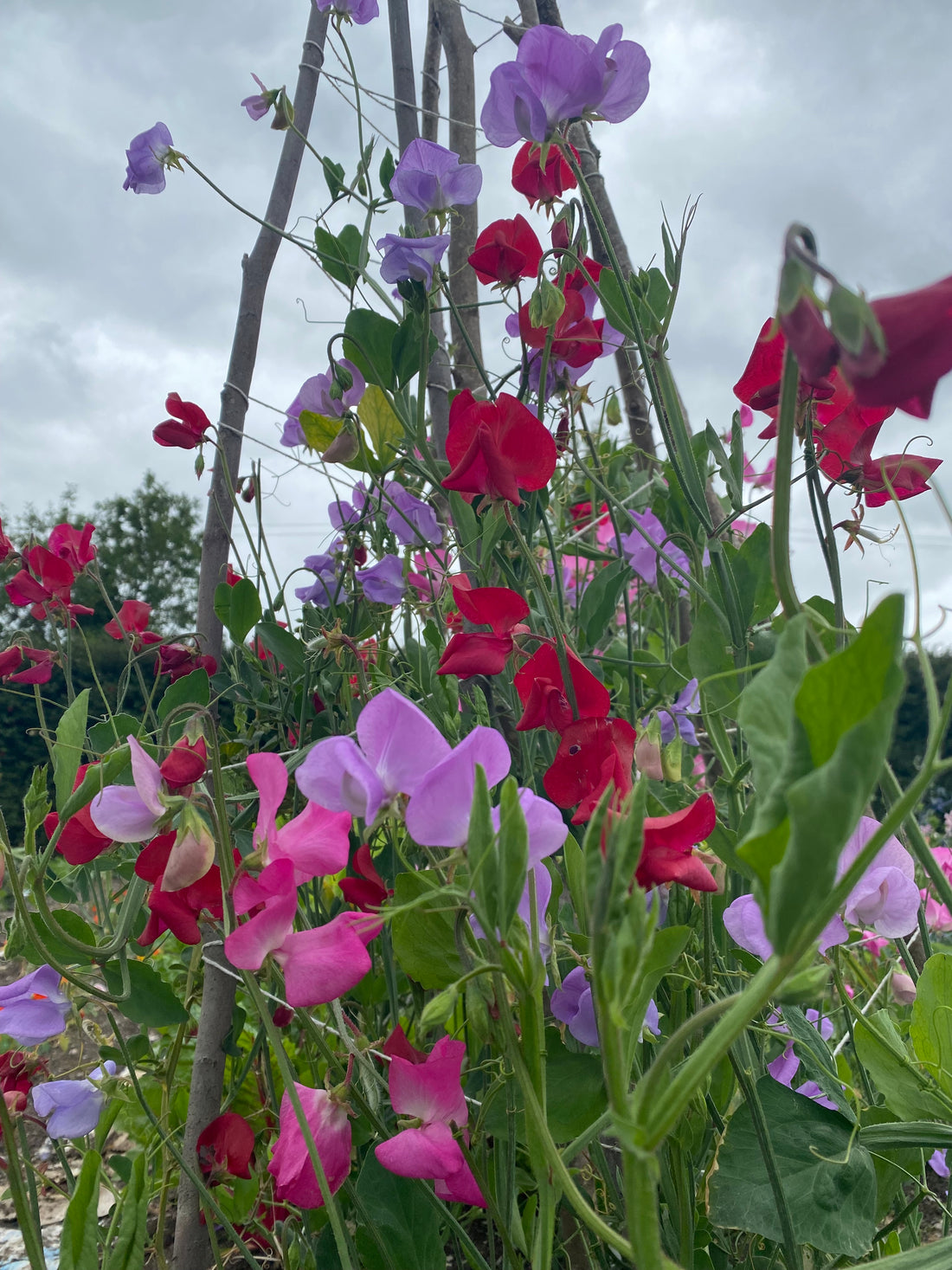 Sweet, Sweet Peas