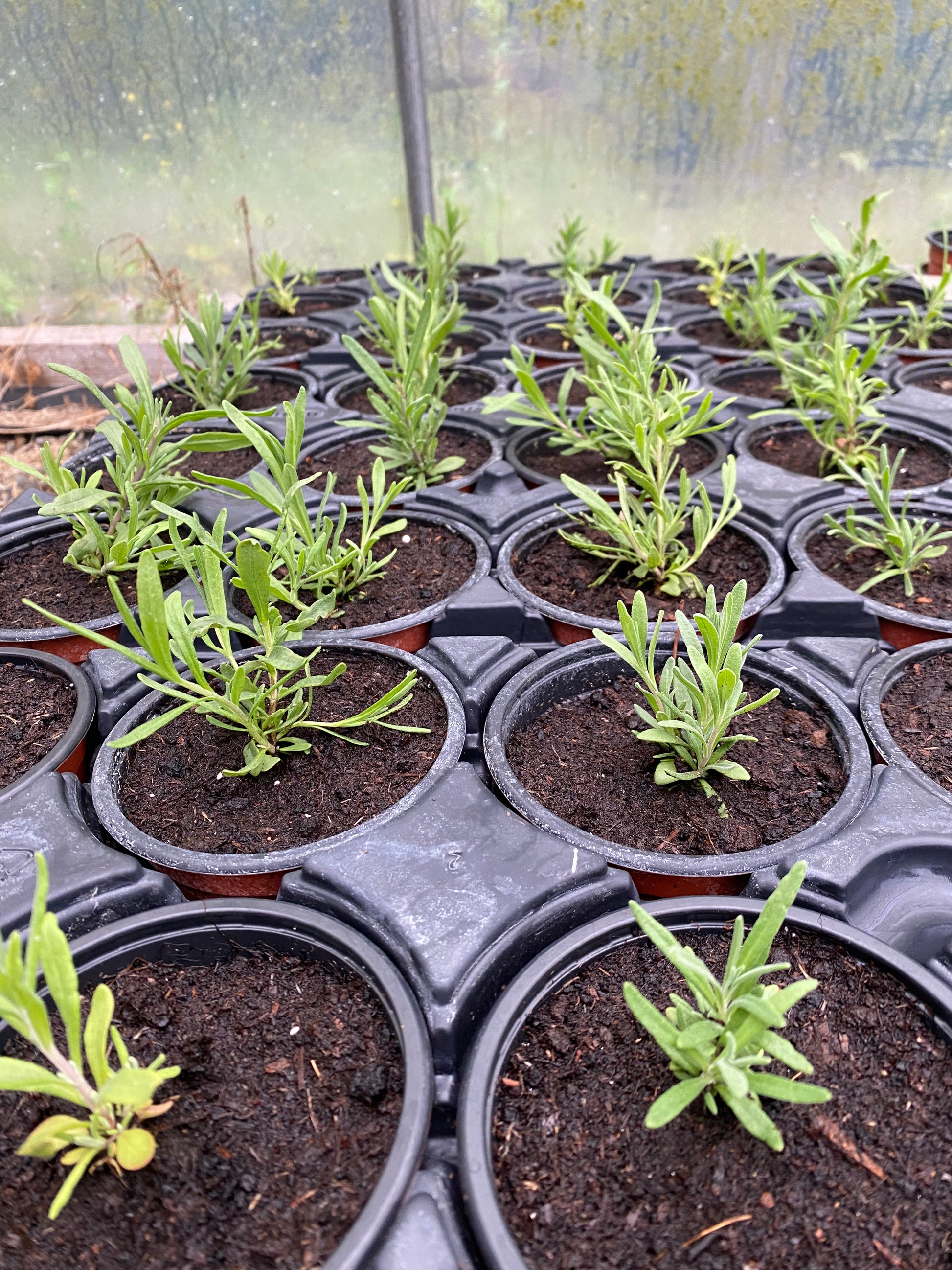 lavender plug plants Lavender Plug Plant
